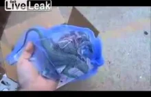 Sklep zoologiczny wyrzucił młodą iguanę na śmietnik