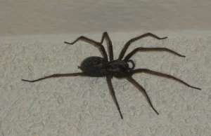 5 największych pająków występujących w Polsce