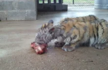 Niesamowita przemiana tygrysicy uratowanej z cyrku
