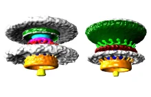 Tak wyglądają pierwsze trójwymiarowe zdjęcia "silników" bakterii