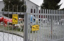 To nie psy są winne śmierci 28-latka na terenie firmy w Nowej Soli