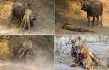 Walka na śmierć i życie: Bawół kontra lew