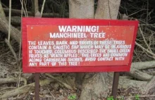 Hippomane mancinella - Drzewo śmierci