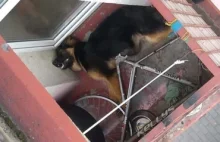 Zamykali psa bez wody na rozgrzanym balkonie. Właściciel katował zwierzę