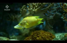 Ta ryba jest niesamowita! w 4K slow motion...