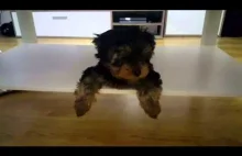 Little Yorkshire Terrier barking