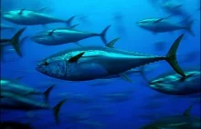 Napromieniowane tuńczyki w okolicy wybrzeża Kalifornii