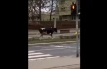 Krowa wybrała się "na miasto" we Wrocławiu. Uciekła z Uniwersytetu [WIDEO]