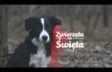 Historia świątecznego prezentu