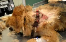 Podkarpacie: Łańcuch z kolczatką wrastał w szyję tego psa przez lata