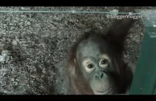 Breakdancing Baby Orangutan