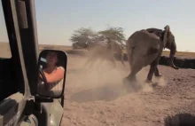 Słoniątko uratowane z opresji
