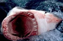 Najgroźniejszy Atak Rekinów-Ocean strachu- Lektor PL