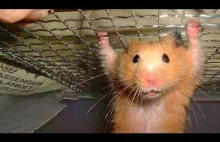 Funny Hamster Compilation