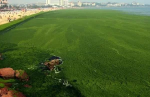 Rekordowa inwazja glonów na chińskich plażach [pic]