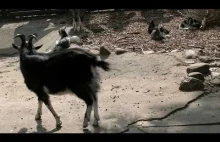 Kozy i kózki - ZOO Myślęcinek
