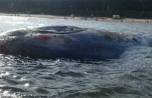 Martwy wieloryb na plaży w Stegnie.