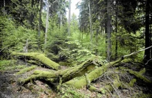 Puszcza Białowieska jednak otwarta. Lasy Państwowe wycofują się z decyzji