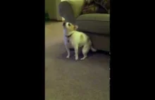 Dog Dancing To Eminem "Shake That"