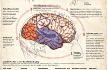 Jak starzeje się mózg i co zrobić żeby starzał się wolniej? [infografika]
