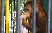 Orangutan-złodziej kradnie koszulkę