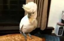 Papuga tańczy Gangnam Style