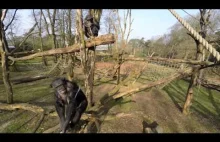 Szympansy nie lubią dronów ;) via reddit