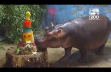 Mały hipopotam Fiona