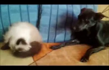 Funny video with cat & dog