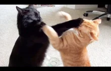 NINJA CATS! There's absolutely NOTHING MORE FUNNY! - Impossible TRY NOT...