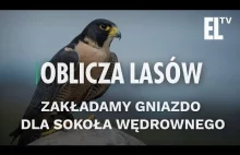 Zakładamy gniazdo dla sokoła wędrownego | Oblicza lasów #15