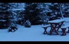 *Zima 2015*-Spacer w ogrodzie: