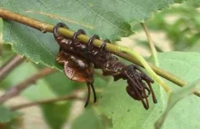 Gąsienica, która przypomina połączenie mrówki, obcego i czegoś jeszcze