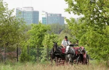 Ranny koń konał przez prawie godzinę, bo nie ma procedur