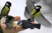 Zmiany klimatu powodują spięcia między ptakami.