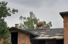 Krowa na dachu