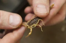 Jaranie skorpionów - nowa ekstremalna zabawa narkomanów