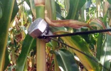 Szaleniec zostawia metalowe pułapki na polach kukurydzy