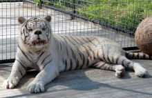 Czy wiedzieliście, że białe tygrysy mogą cierpieć na zespół downa?