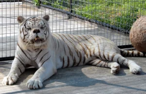 Czy wiedzieliście, że białe tygrysy mogą cierpieć na zespół downa?