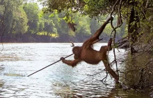 Orangutan From Borneo Photographed Using A Spear Tool To Fish, Imitating...