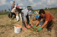 Ziemniaki będą kosztować dwa razy więcej , nie opłaca się ich produkcja.