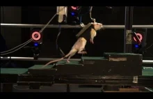 Rehabilitacja częściowo stawia na nogi sparaliżowane szczury