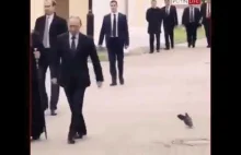 Gołąb salutuje Putinowi