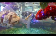 Robotyczne ryby jak żywe - Japonia