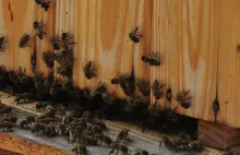 Dramat w pasiece. 30 tys. pszczół padło ofiarą oprysków
