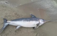 Miecznik wyrzucony na brzeg w Jantarze. Ta ryba pływa nawet 100 km/h
