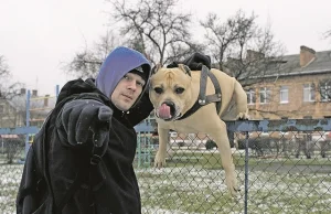 Parkour w wersji zwierzęcej - Ukraiński pies i jego ulubiona forma aktywności