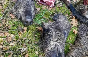 Makabryczne znalezisko. Wypatroszyli dziki i porzucili w lesie