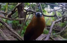 Capuchinbird - ptaszek z głosem jak analogowy modem